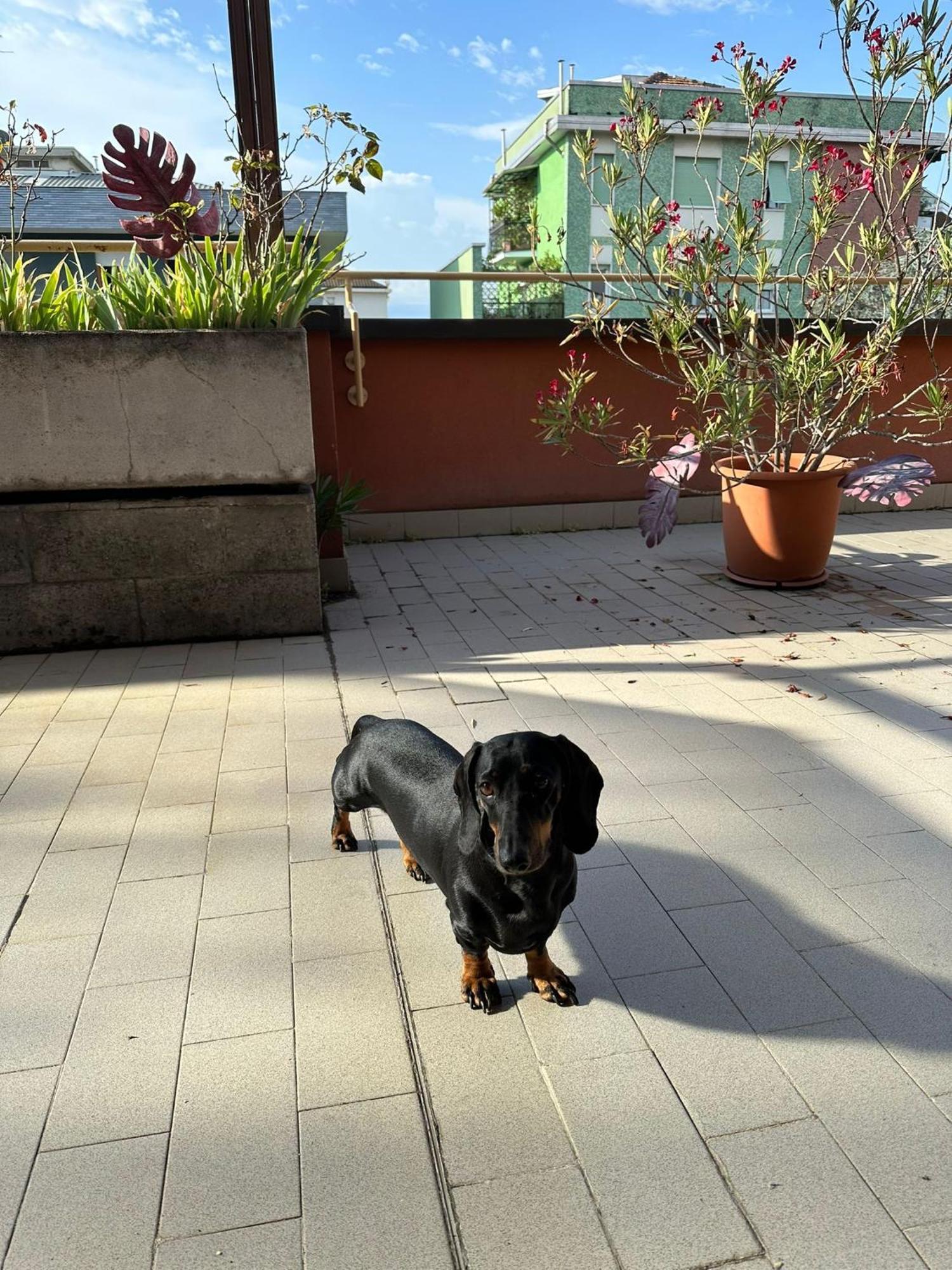 Meraviglioso Super Attico Con Terrazza มิลาน ภายนอก รูปภาพ